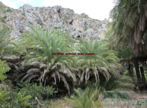 P1010584 Preveli Palm forest