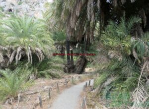 P1010585 Preveli Palm forest