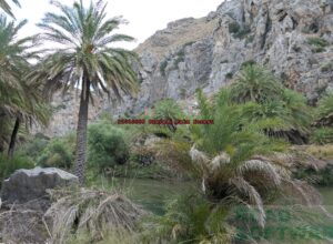 P1010589 Preveli Palm forest
