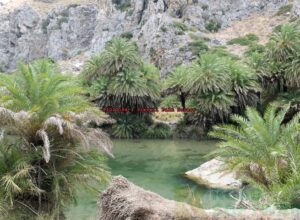 P1010594-1 Preveli Palm forest