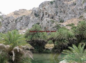 P1010595-1 Preveli Palm forest